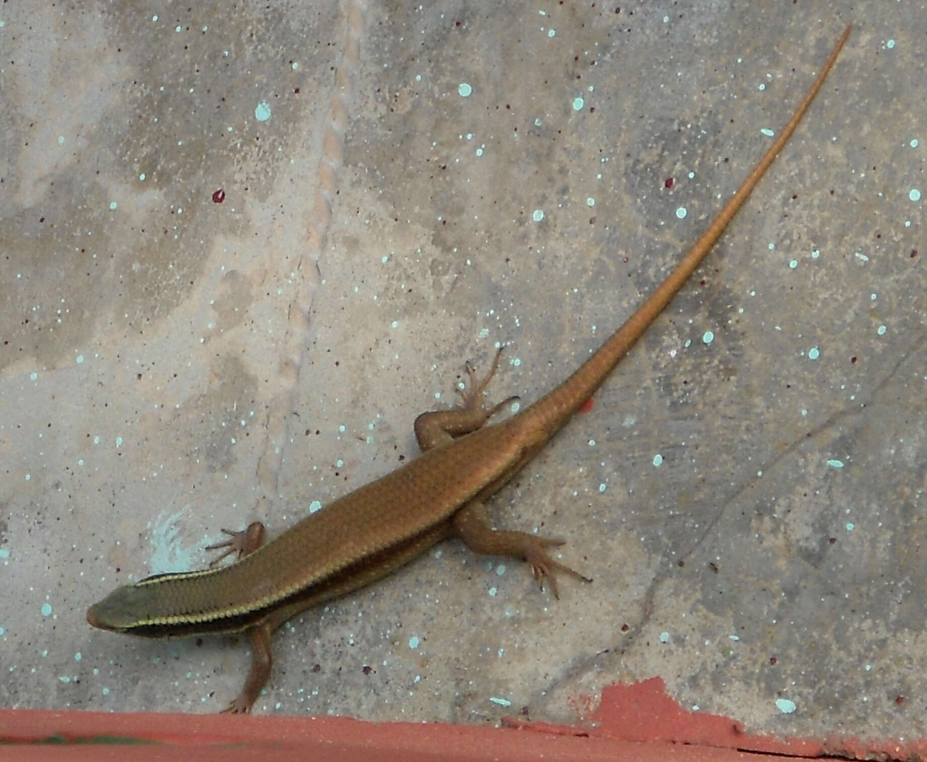 Image of Allapalli Grass Skink