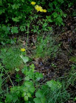 Imagem de Doronicum pardalianches L.