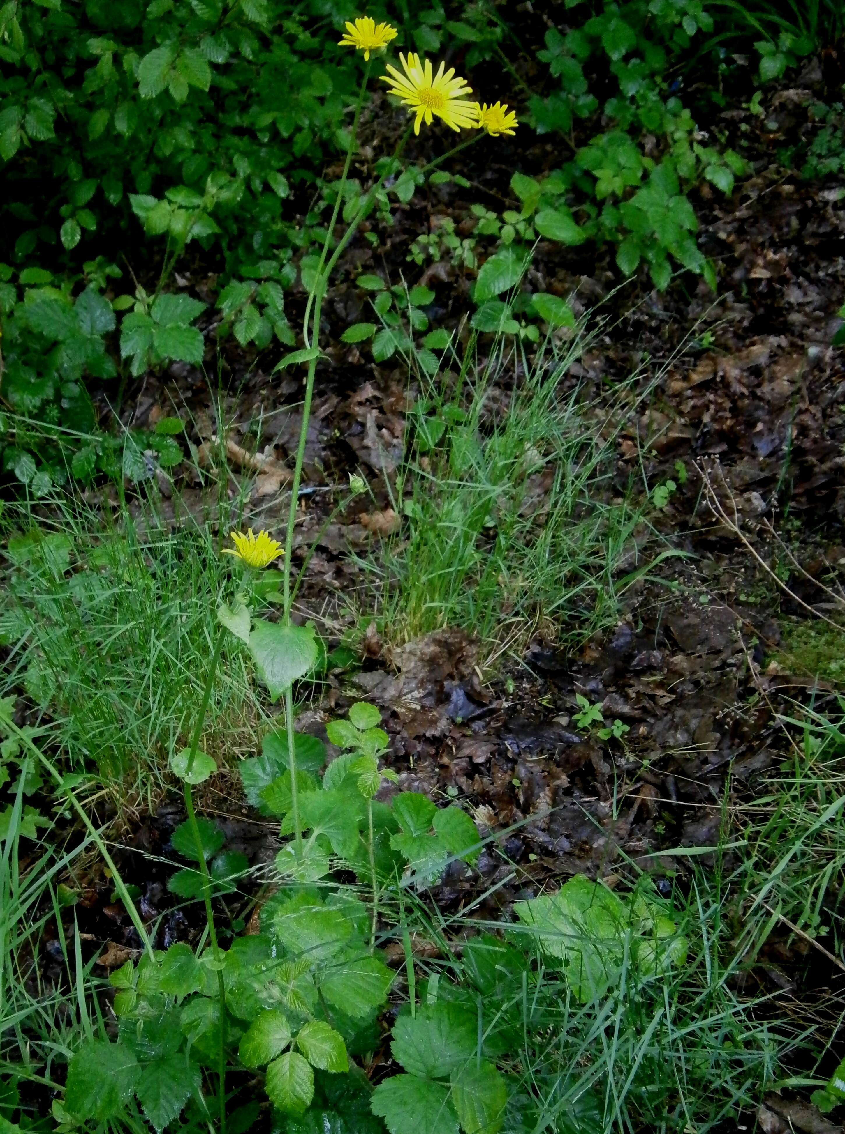 Imagem de Doronicum pardalianches L.