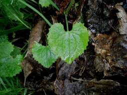 Imagem de Doronicum pardalianches L.