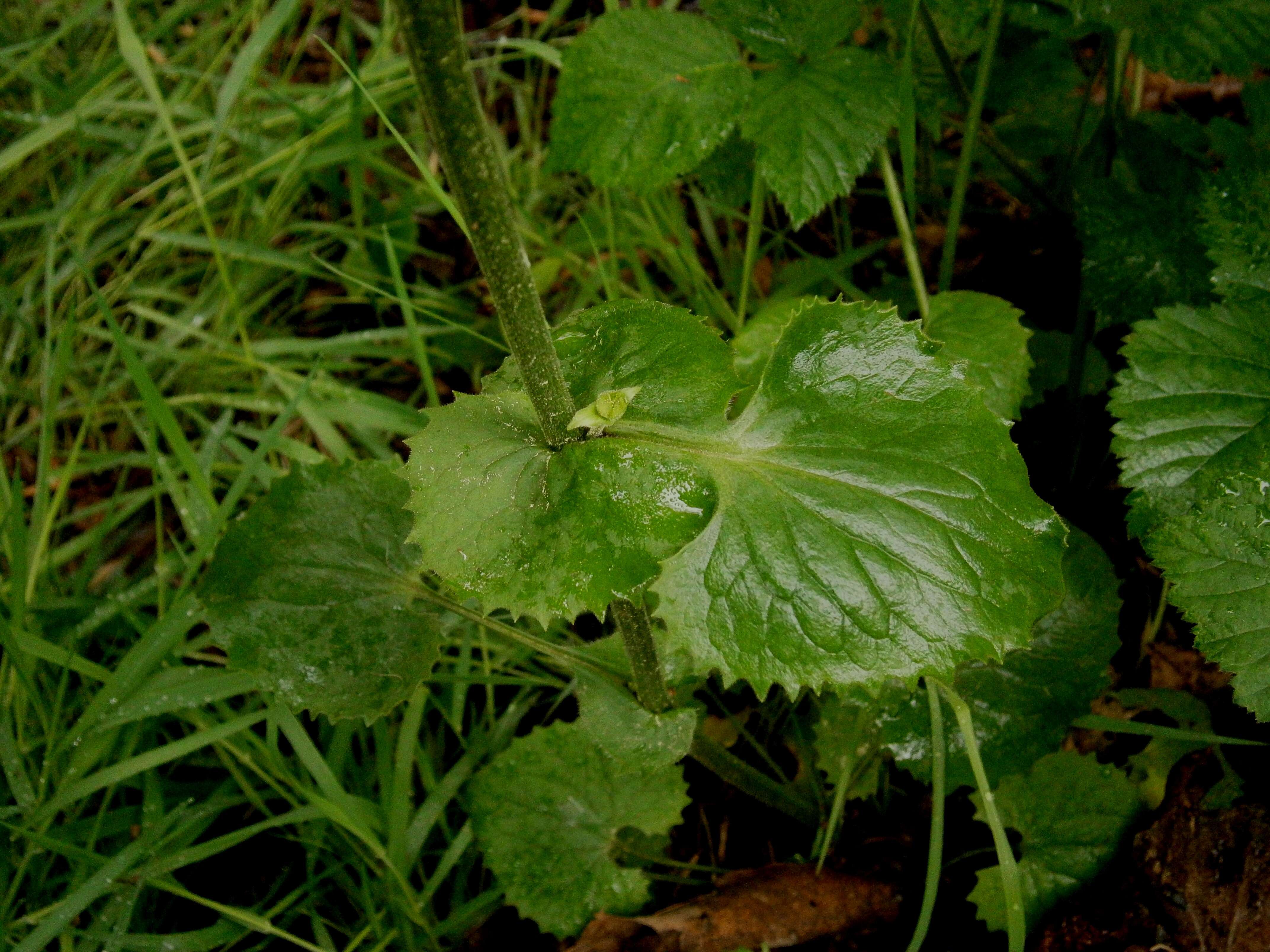 Imagem de Doronicum pardalianches L.