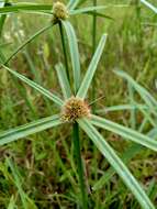 Image of Cyperus aromaticus (Ridl.) Mattf. & Kük.