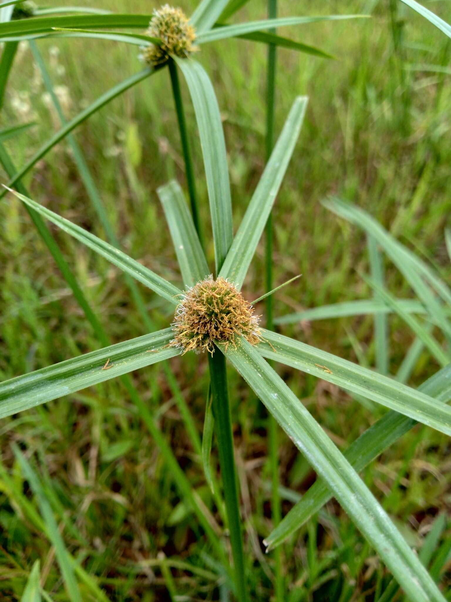 Image of Cyperus aromaticus (Ridl.) Mattf. & Kük.