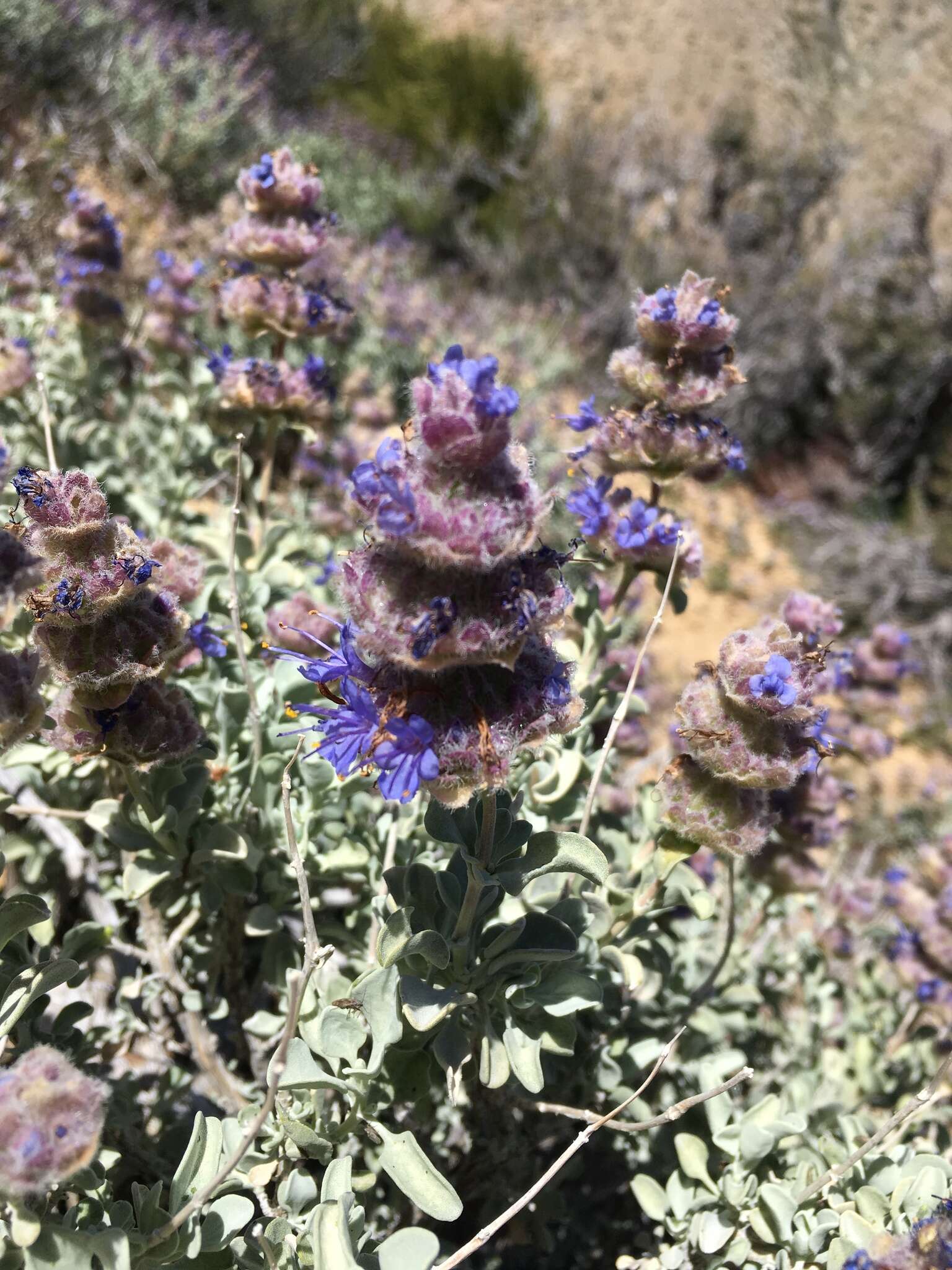 Imagem de Salvia dorrii var. pilosa (A. Gray) Strachan & Reveal