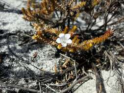 Image of Roella recurvata A. DC.