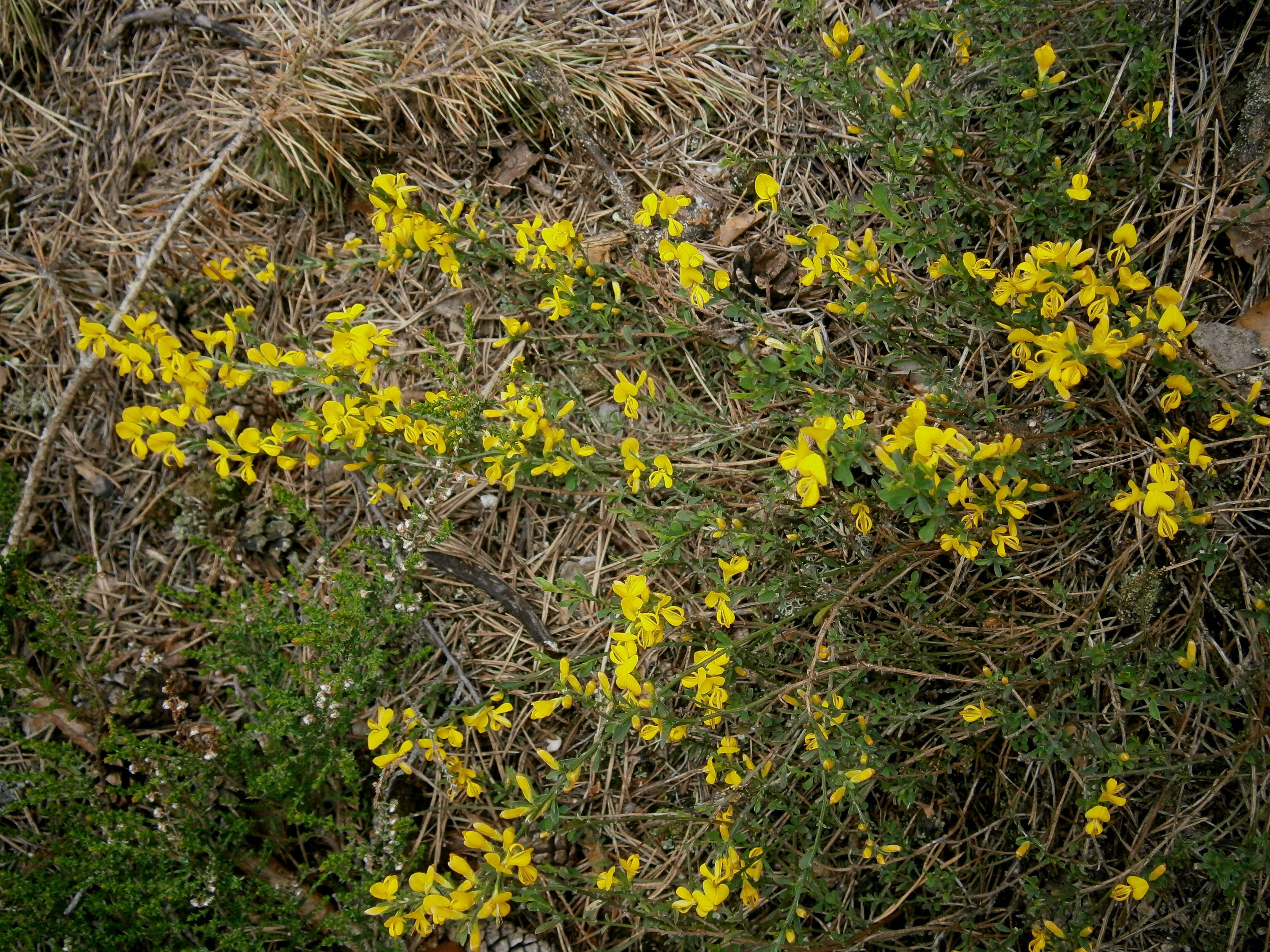 Imagem de Genista pilosa L.