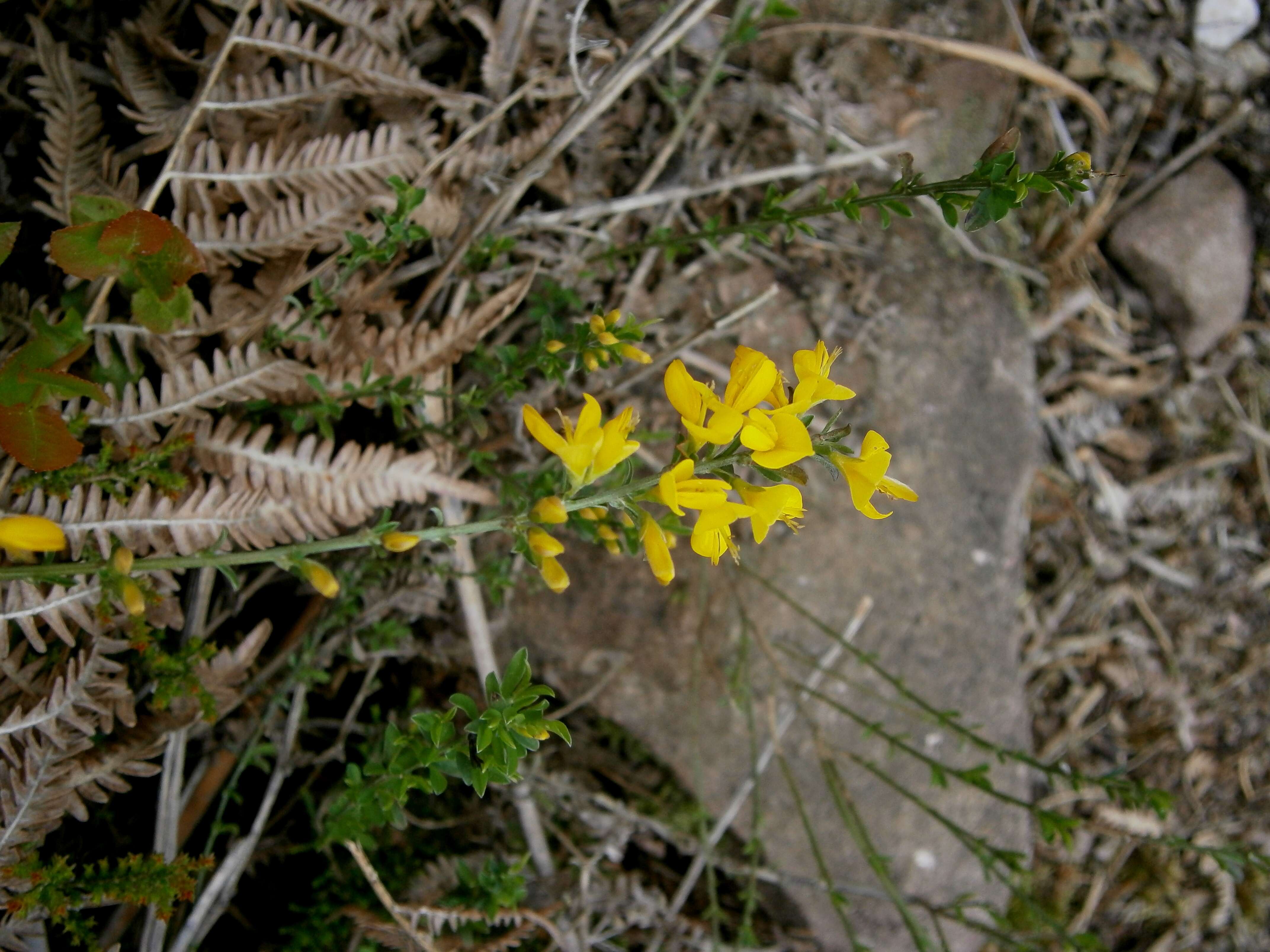 Imagem de Genista pilosa L.