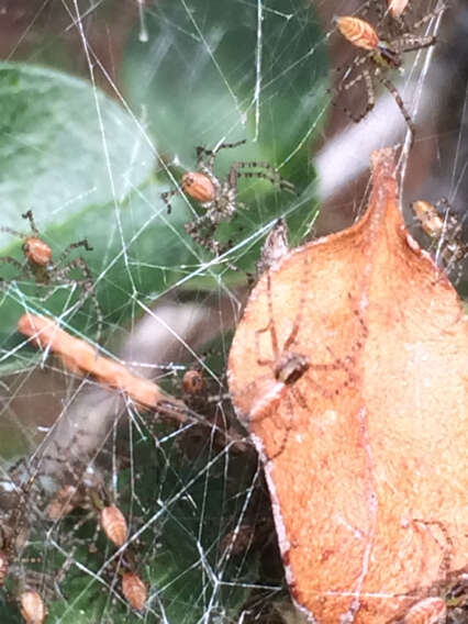 Imagem de Peucetia