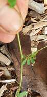 Imagem de Aeschynomene brevifolia Poir.