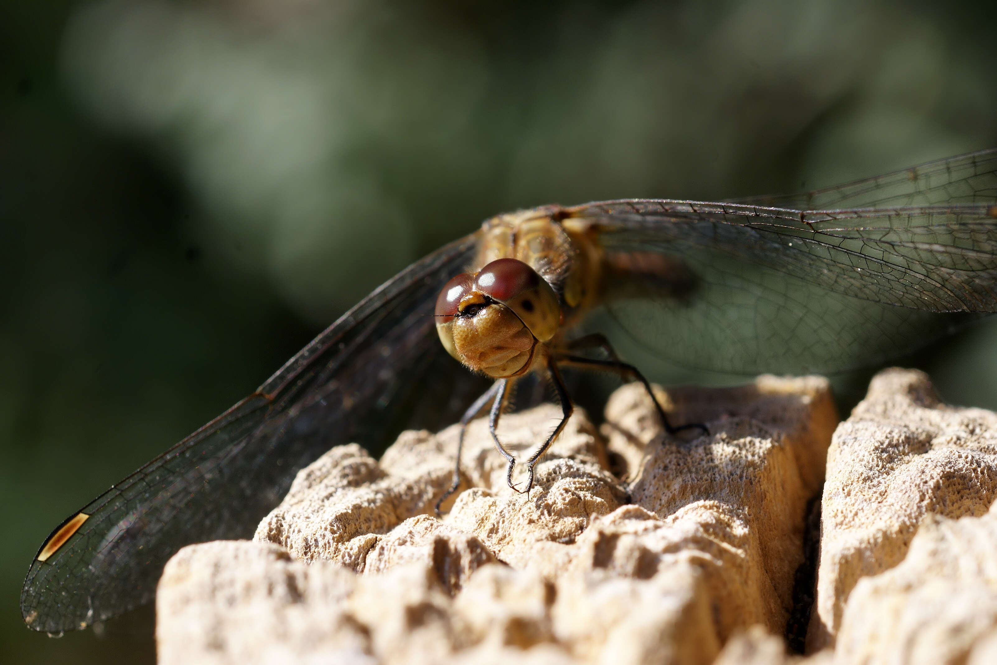 Image of Common Darter