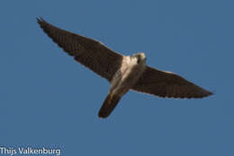 Image of Falco peregrinus calidus Latham 1790