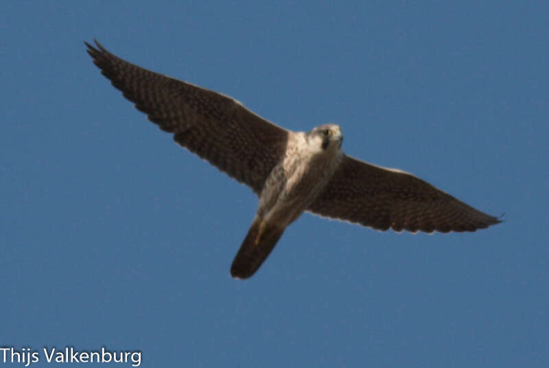 Image of Falco peregrinus calidus Latham 1790