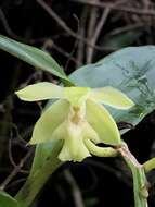 Image of Epidendrum amblyantherum Hágsater & E. Santiago