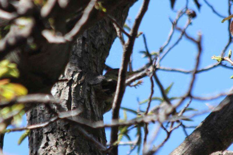 Image of Levaillant's Green Woodpecker