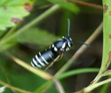 Image of Vespula consobrina (de Saussure 1854)