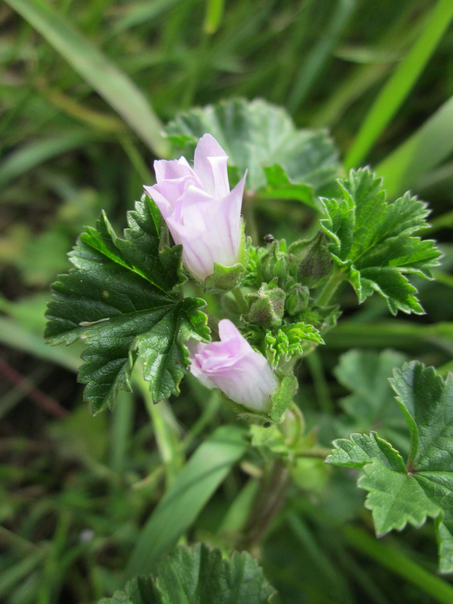 Image of common mallow