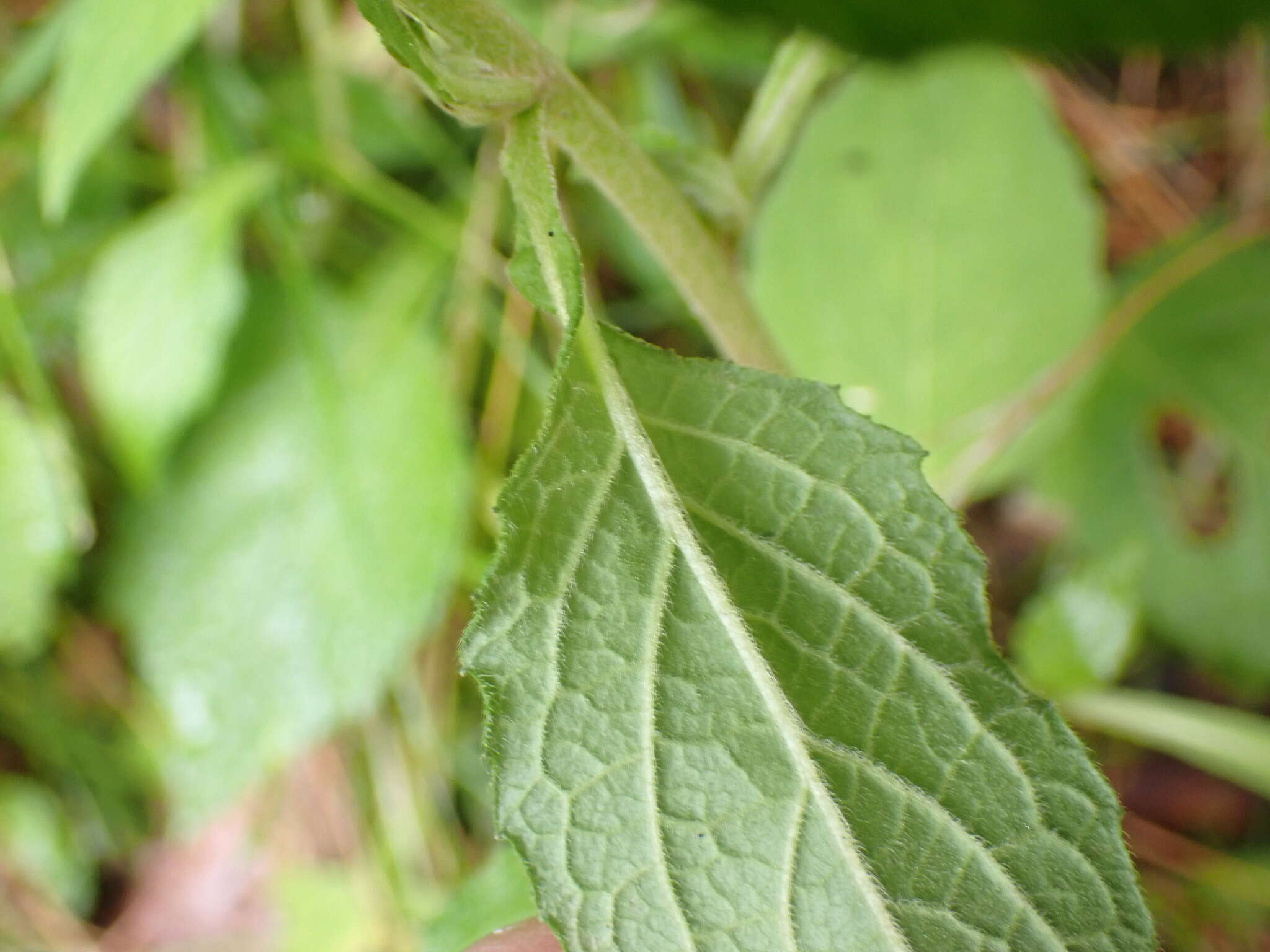 Image of Carpesium nepalense Less.