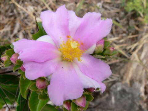 صورة Pereskia grandifolia Haw.