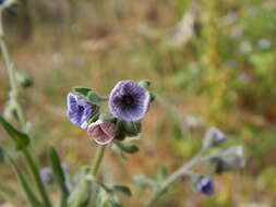 صورة Cynoglossum henricksonii L. C. Higgins