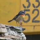 Image of Collared Bush Robin