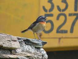 Image of Collared Bush Robin