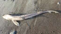 Image of Brown Smoothhound