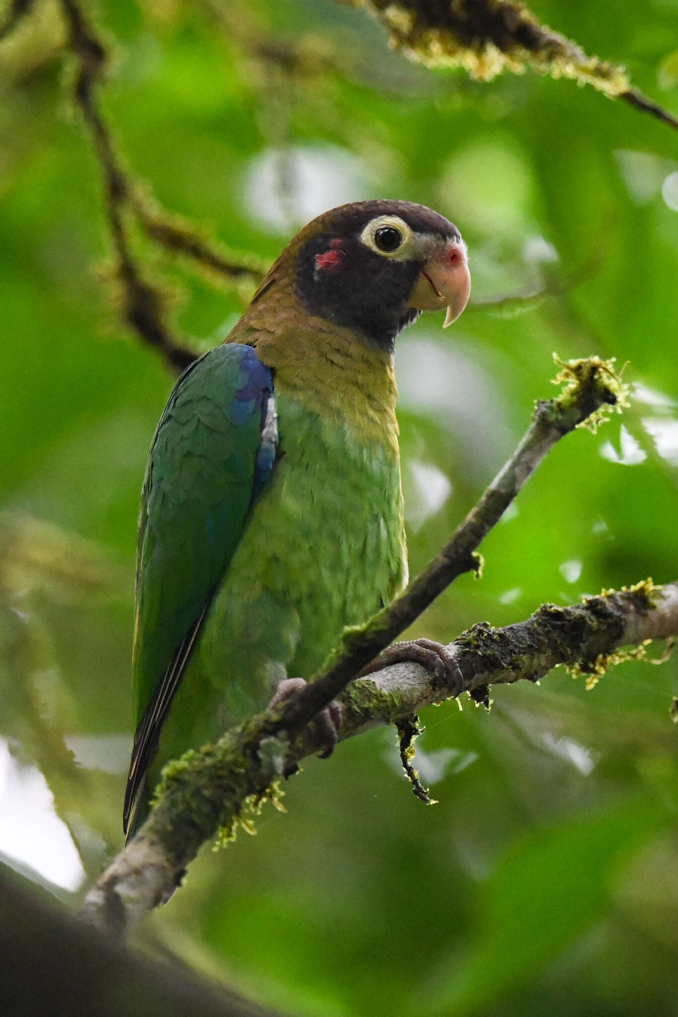 Image of Brown-hooded Parrot