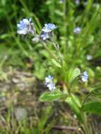 Image of field forget-me-not