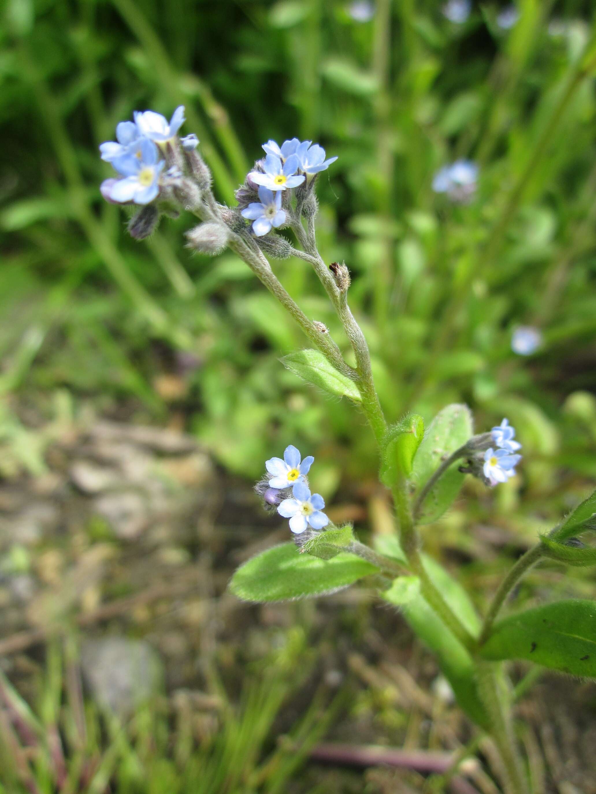 Image of field forget-me-not