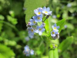 Image of field forget-me-not