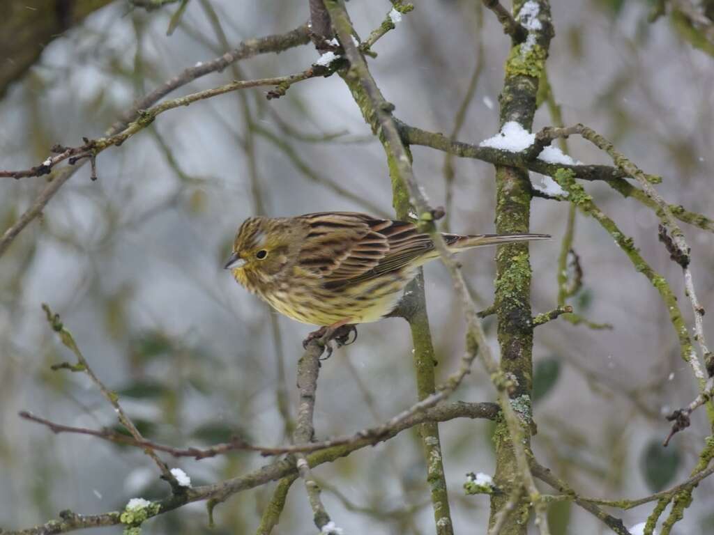 Image of Yellowhammer