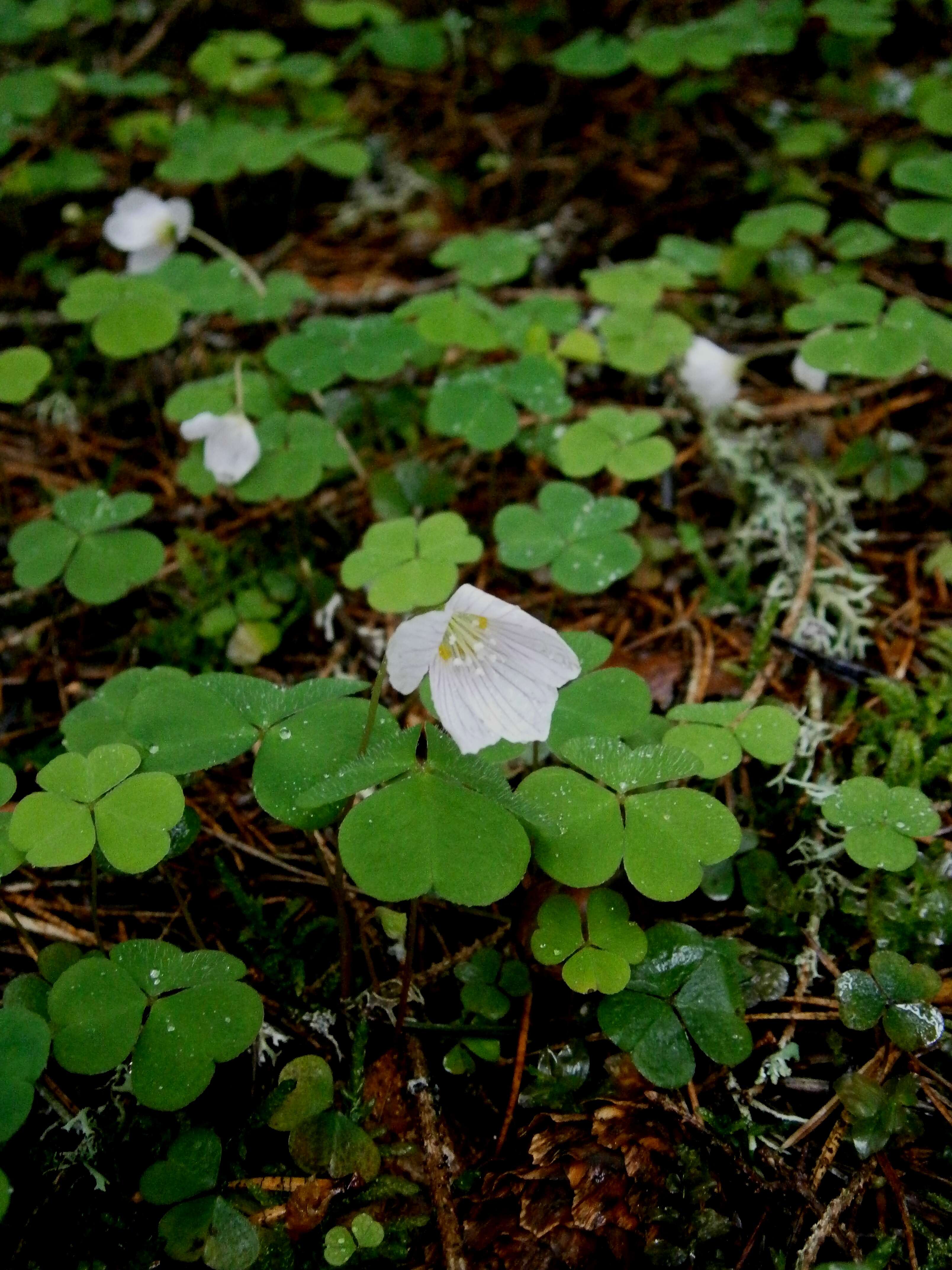 Imagem de Oxalis acetosella L.