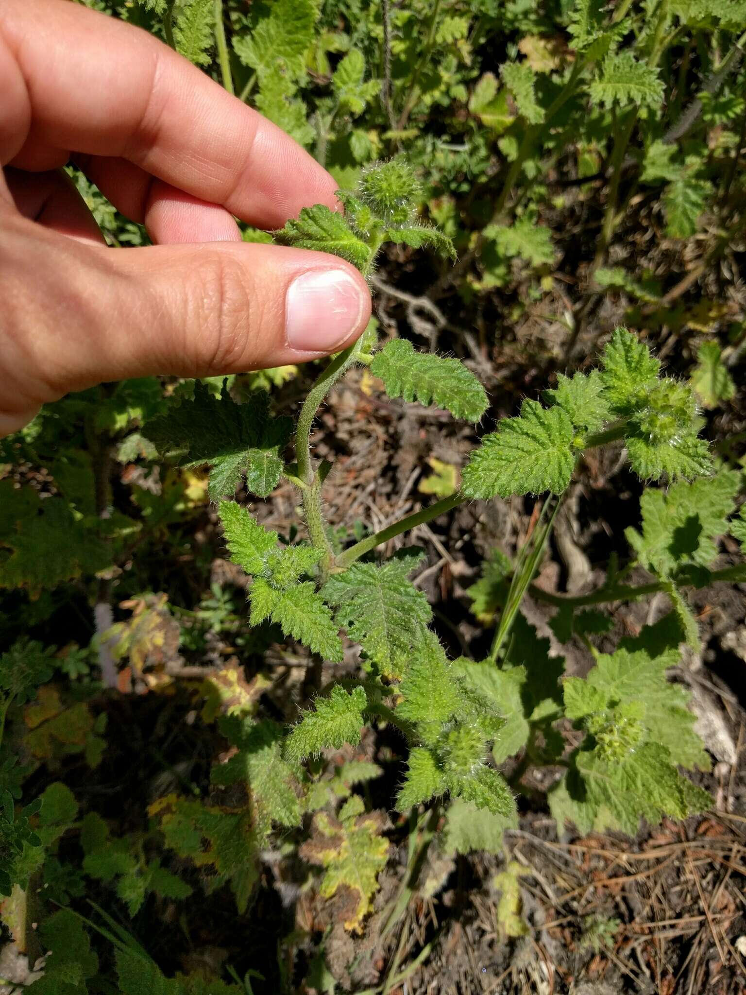 Image of stinging phacelia