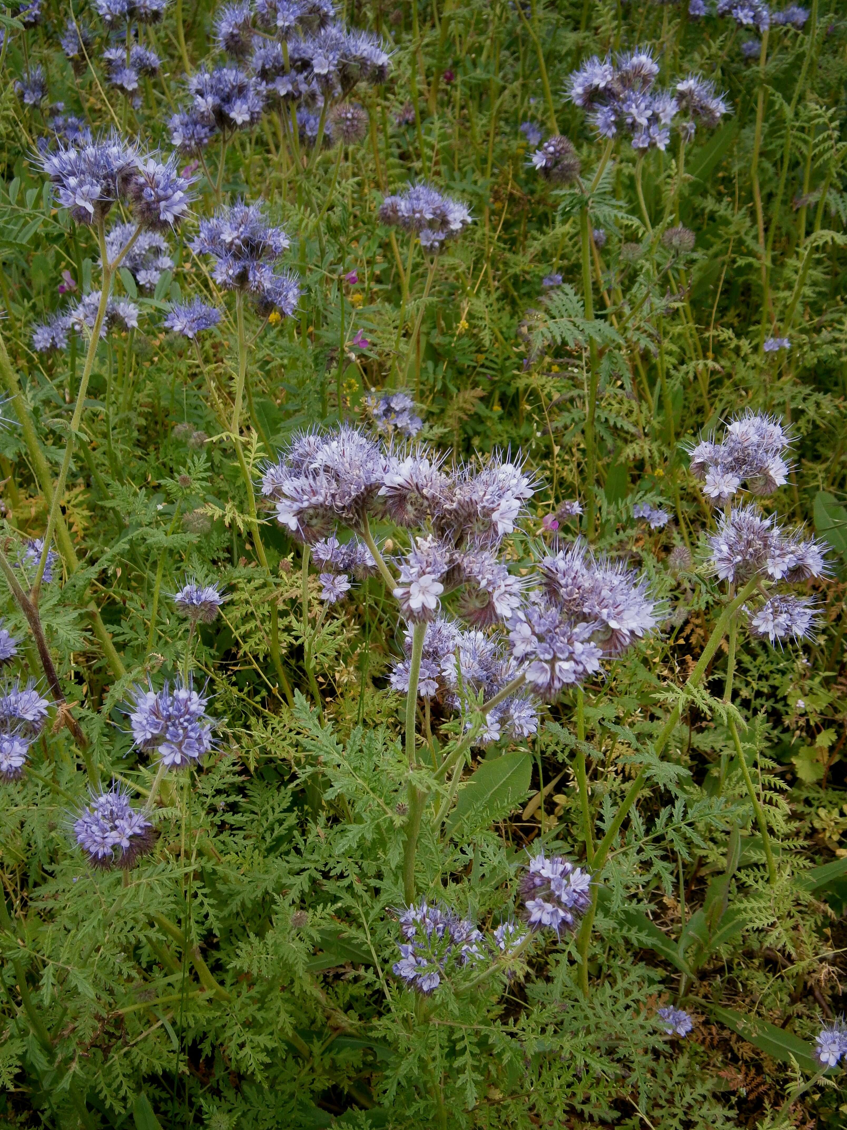 Image de Phacélie à feuilles de tanaisie