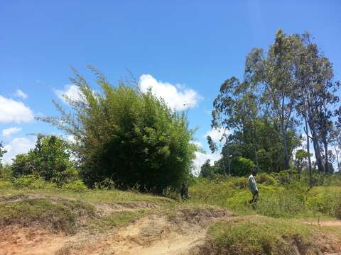 Image of hedge bamboo