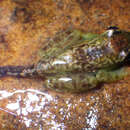 Image of Central Bright-eyed Frog