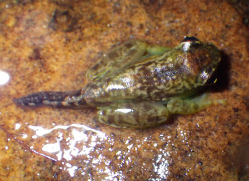 Image of Central Bright-eyed Frog