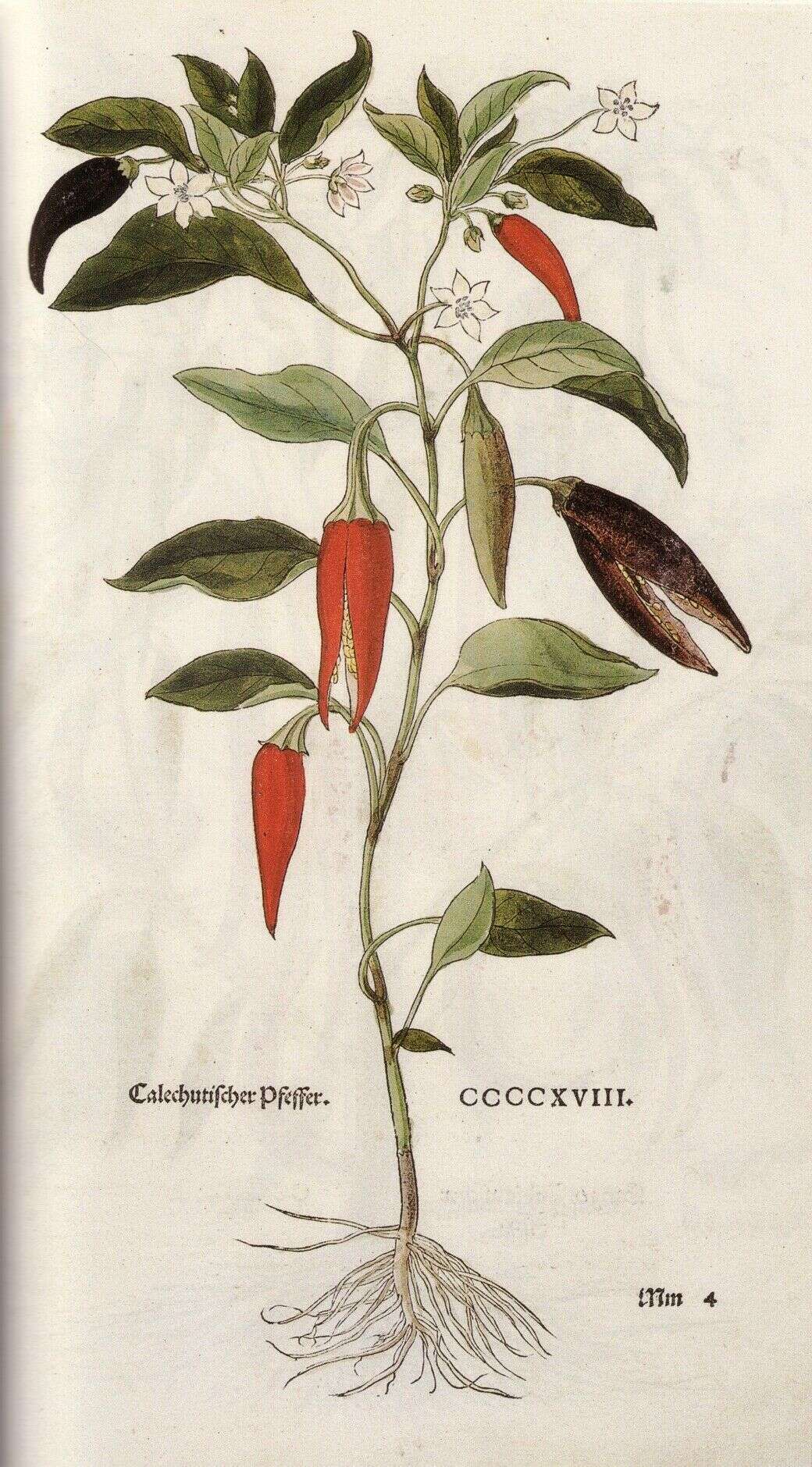 Image of cayenne pepper