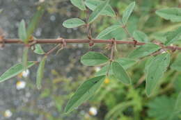 Image of dixie ticktrefoil