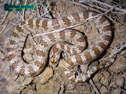 Image of Derafshi Snake