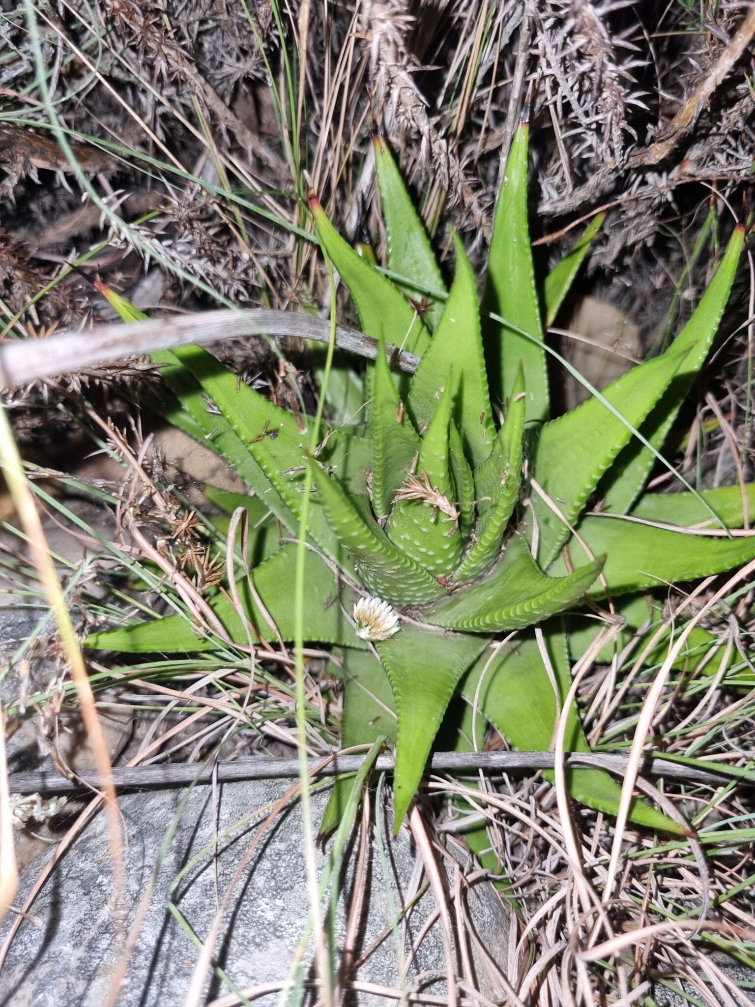 Image de Haworthia kingiana Poelln.