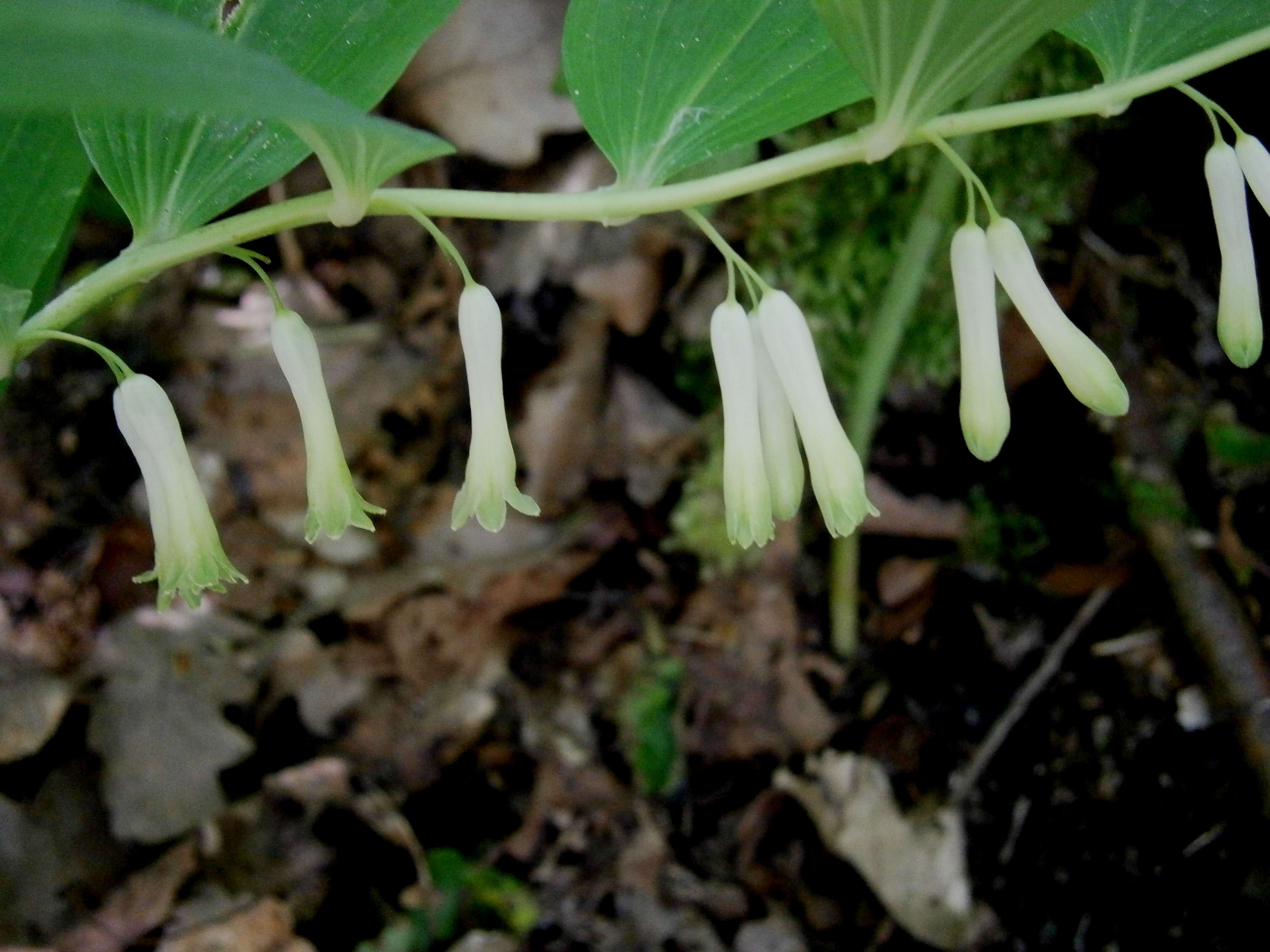 Image of Common Solomon’s-seal