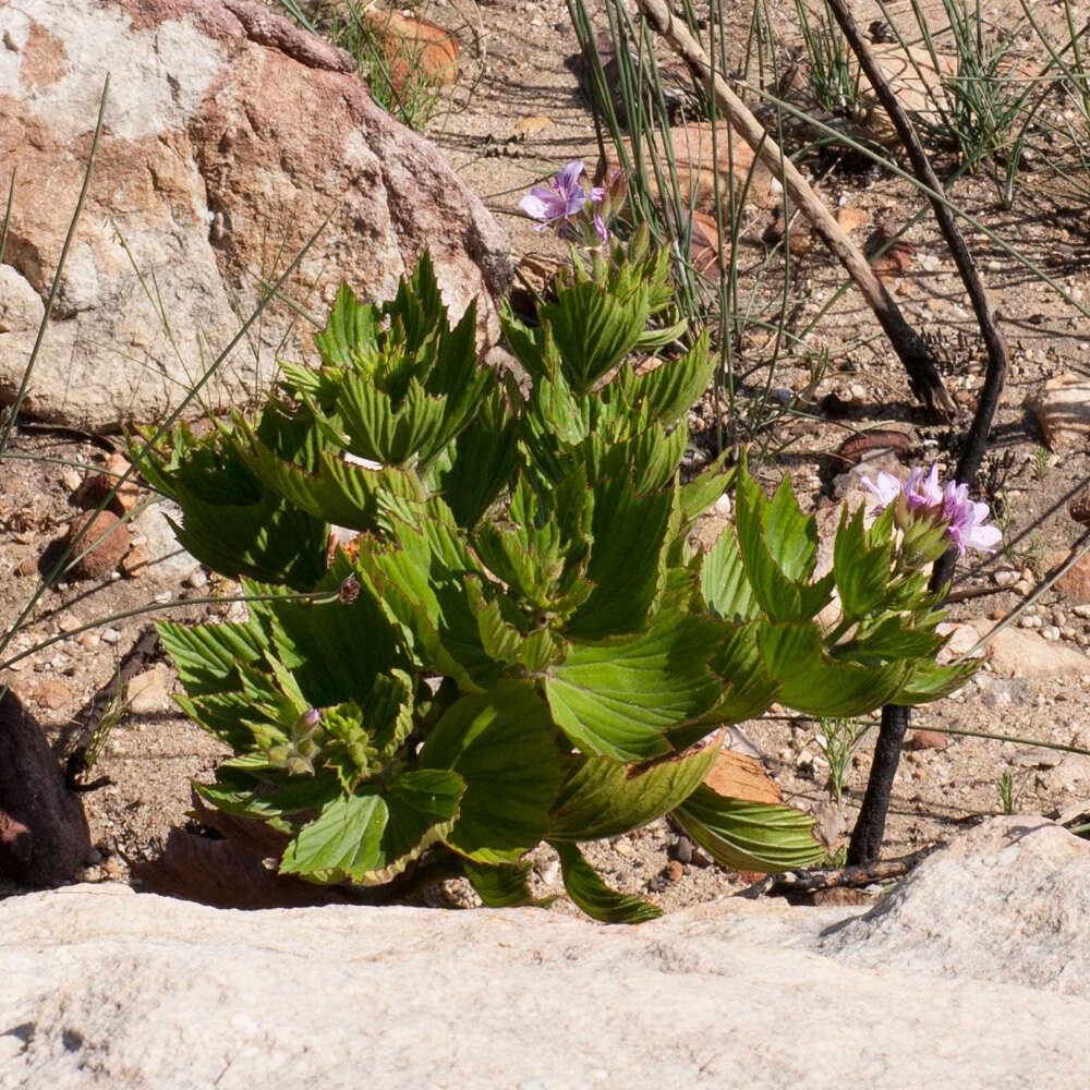 Слика од Pelargonium cucullatum (L.) L'Her.