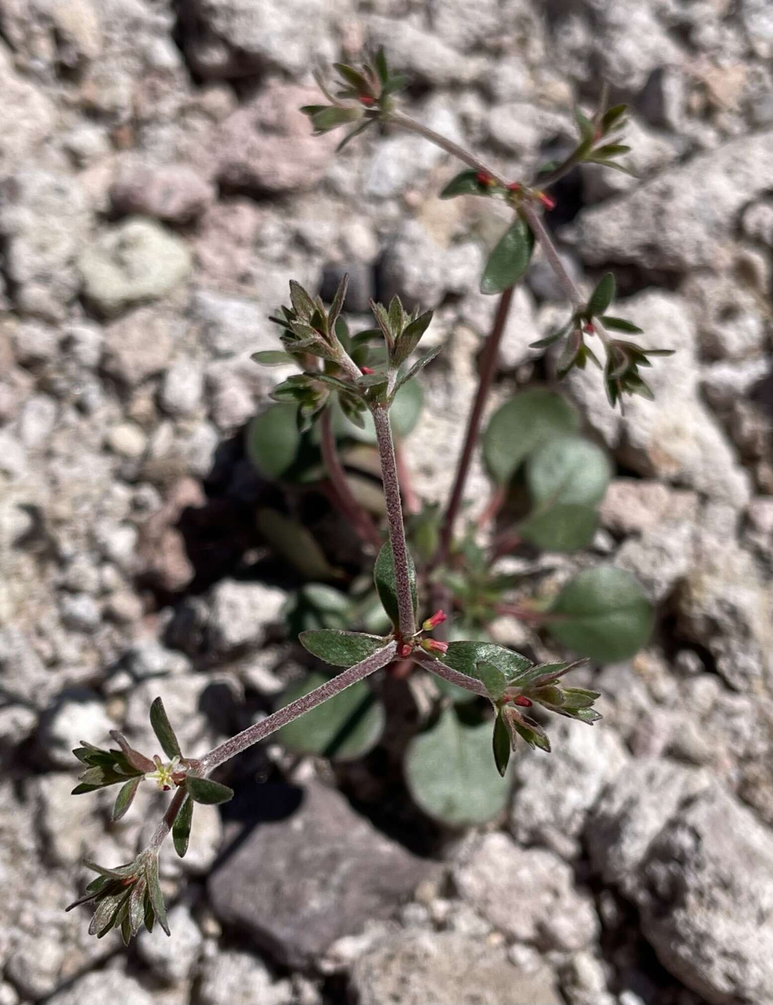 Image of Red Creek buckwheat