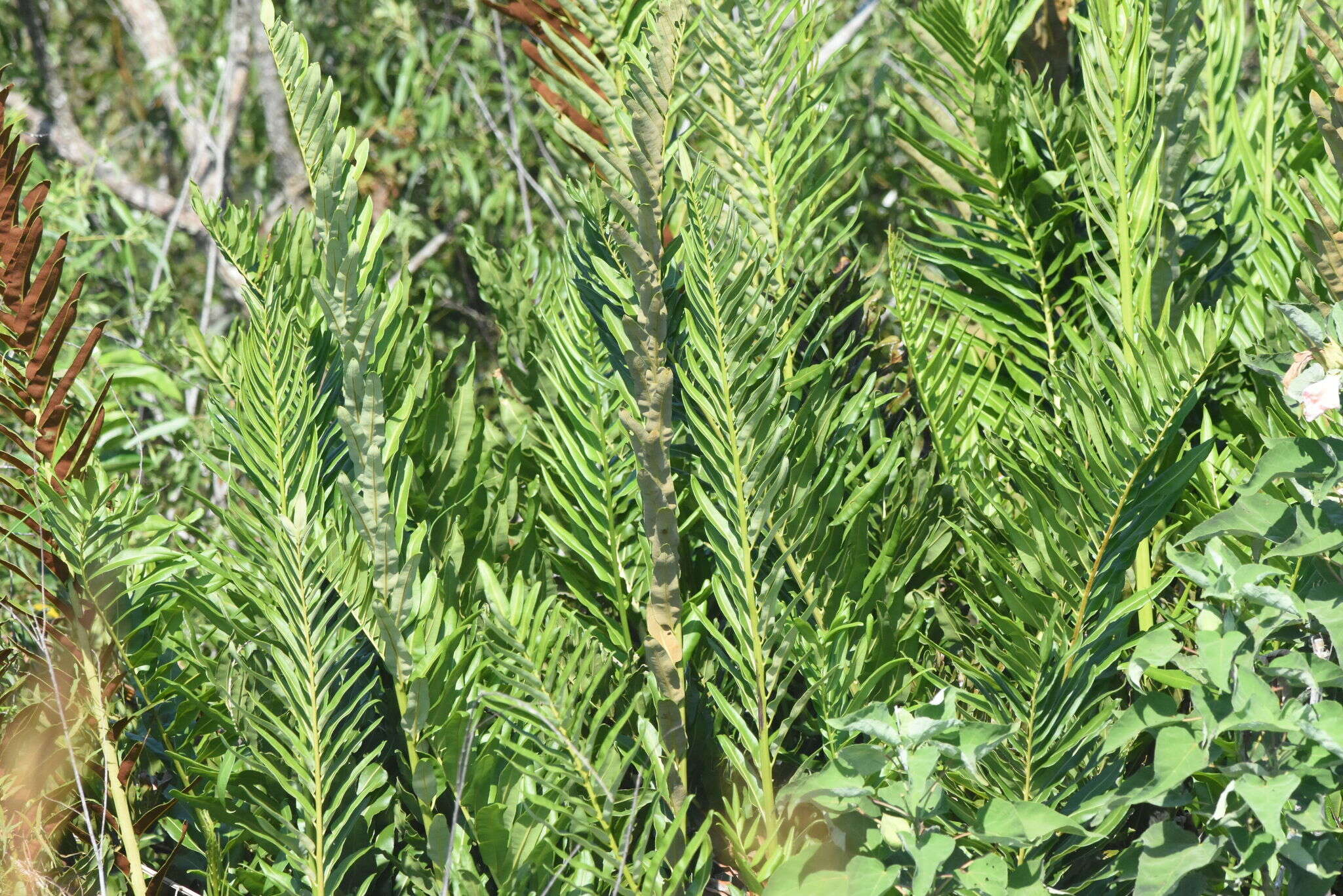 Image of giant leather fern