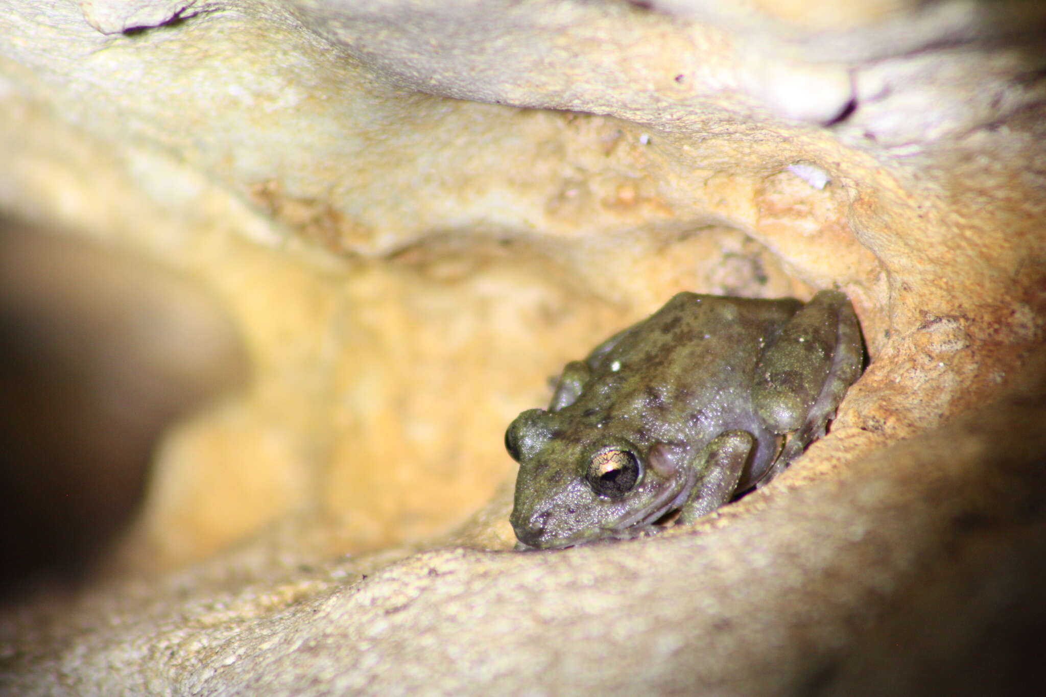 Image of Yucatan Rainfrog