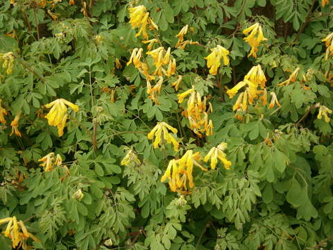 Imagem de Pseudofumaria lutea (L.) Borkh.