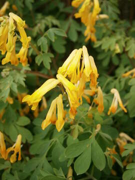 Image of yellow corydalis