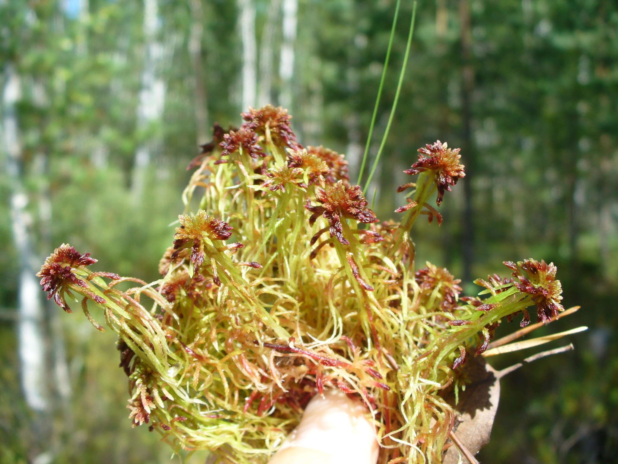 Imagem de Sphagnum capillifolium Hedwig 1782