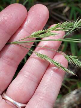 Greeneochloa coarctata resmi